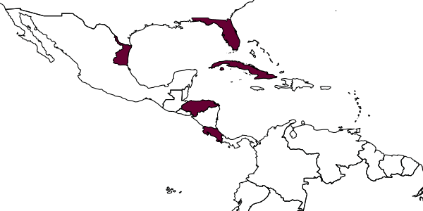 map of Echthrodelphax krombeini     Olmi, 1984
